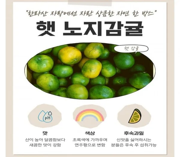 제주 노지감귤 4.5kg 중대과