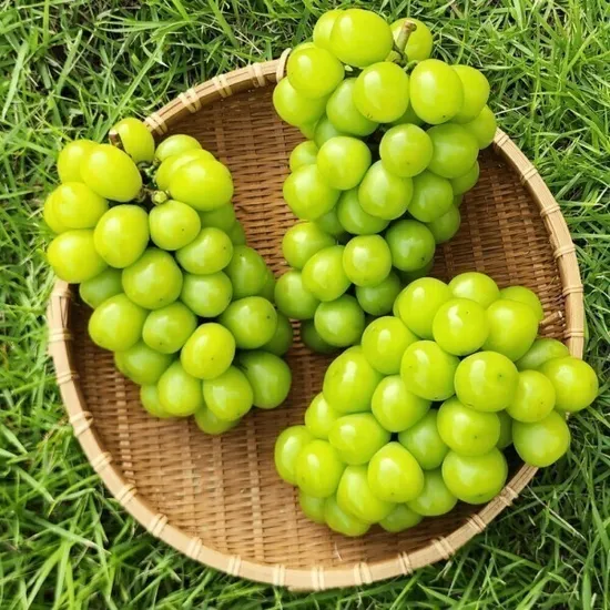 샤인머스켓 4-5수