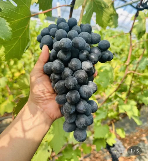 국산 신품종 고당도 포도 블랙펄 kg (평균 20브릭스 이상)