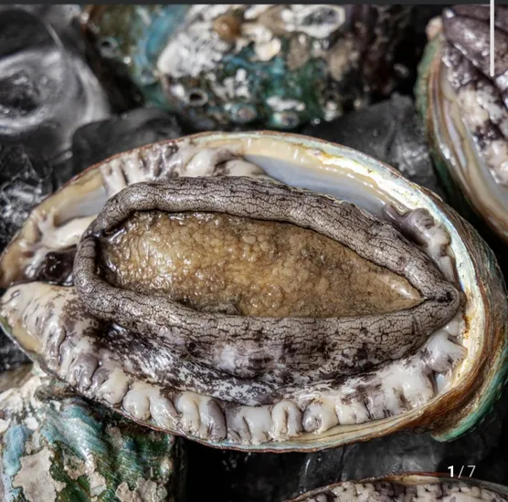 진도 활전복 1kg 대사이즈 11~1미