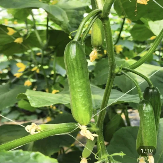 국내산 미니오이 500g