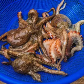 국내산 활 돌문어 1kg (1~4미)