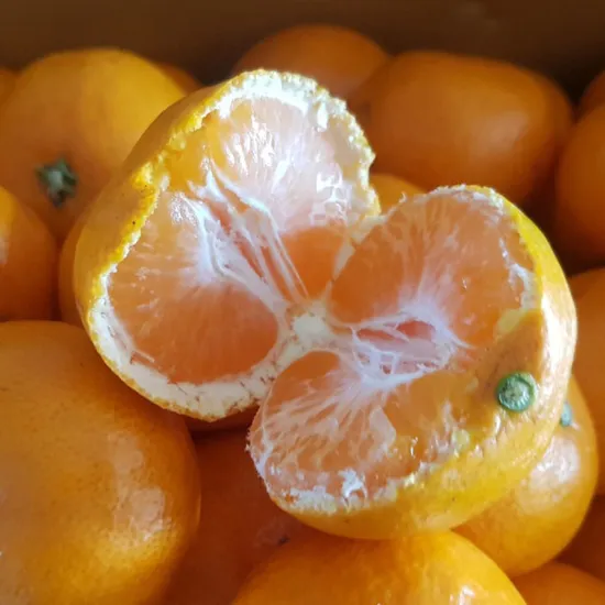 하우스감귤 로얄과 4kg