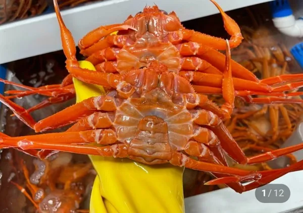 울진 후포리 박달홍게 4kg 8-10미