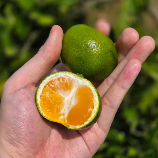 제주 서귀포 극조생 그린향 노지감귤 4.5kg