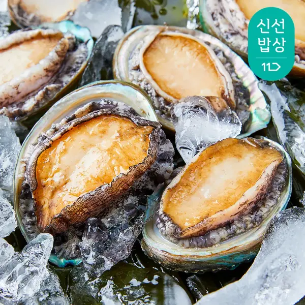 완도 최상급 활 참전복 1kg 10-11미