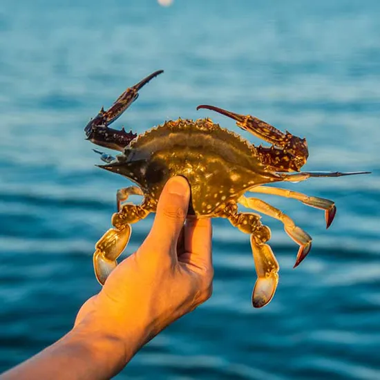 국산 활꽃게 1kg 3~5미