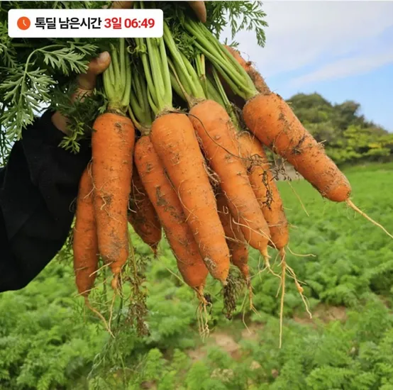 국내산 흙당근 중사이즈 3kg