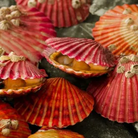 국내산 통영 제철 홍가리비 2kg