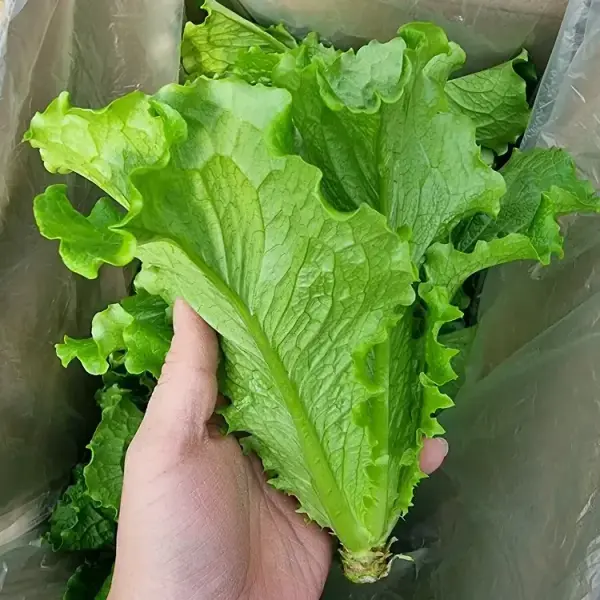 통 로메인 1kg