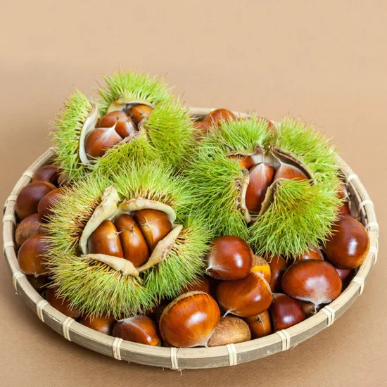 국내산 공주 햇밤 대사이즈 1kg