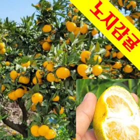 햇감귤 극조생귤 10kg 중대과 로열과