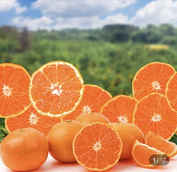 노지감귤 소과 2S S 2.5kg