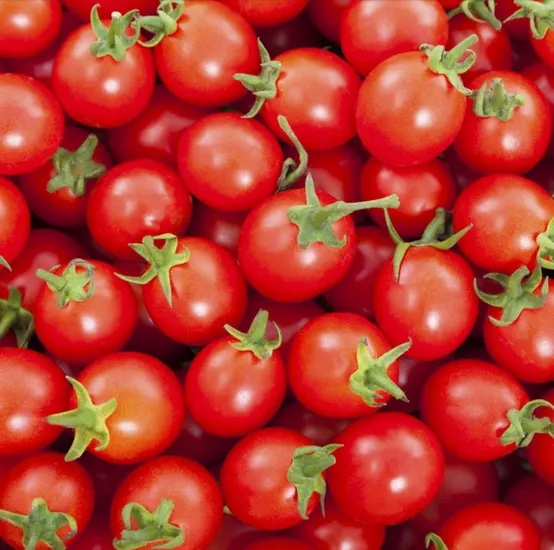 대추방울토마토 1kg