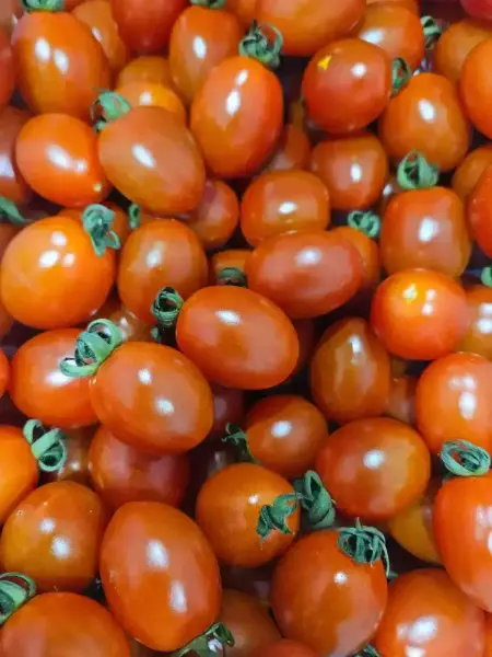 대추방울토마토 5kg 3-4번과