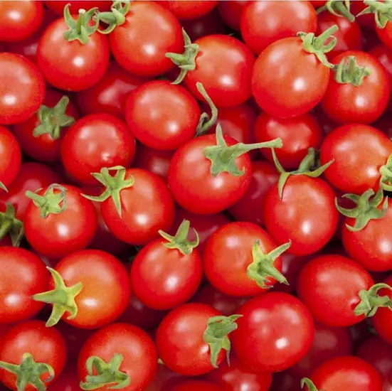 대추방울토마토 kg