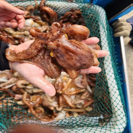 활 돌문어 1kg 1-4미