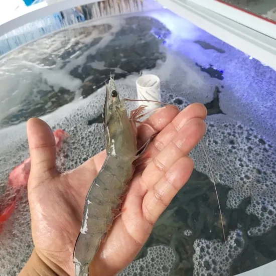 흰다리 왕새우 대 1kg 3미내외