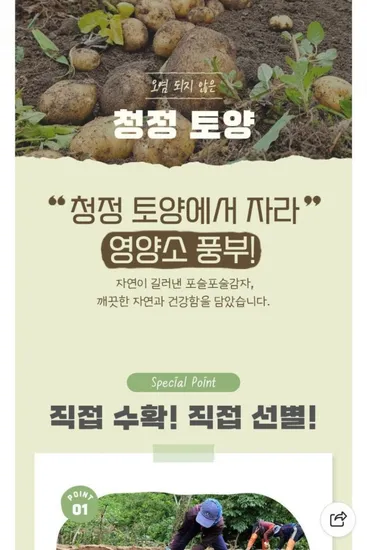 강원도 수미감자 kg (2400원/무료)1