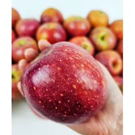 감홍 사과 중소과 2kg 7-11과 내외 가정용