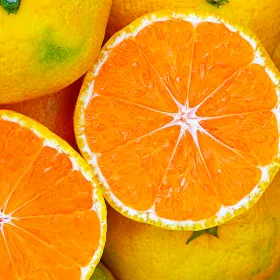 제주 햇 노지감귤 4.5kg