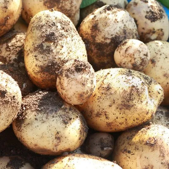 수미 햇감자 2kg 중