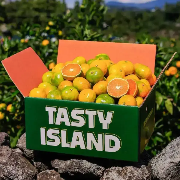 햇조생감귤 중대과 4.5kg