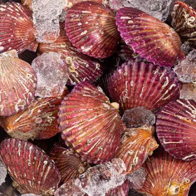 제철 홍가리비 3kg 60-75미내외 대