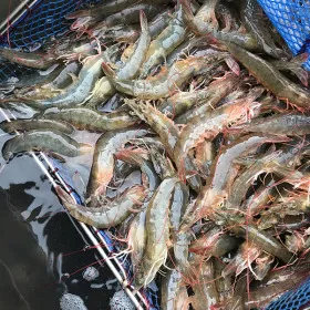 활 흰다리새우 1kg 30미내외