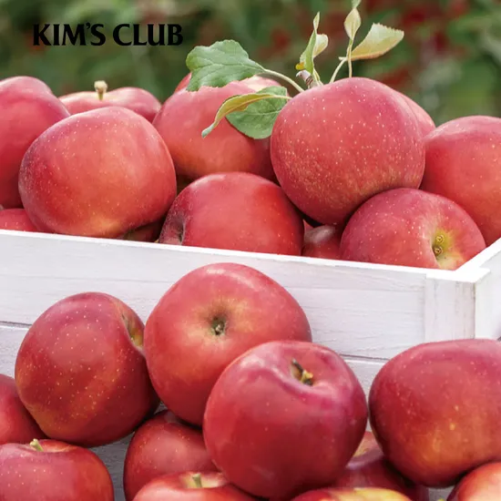 경북 영주 꿀 가정용 사과 kg