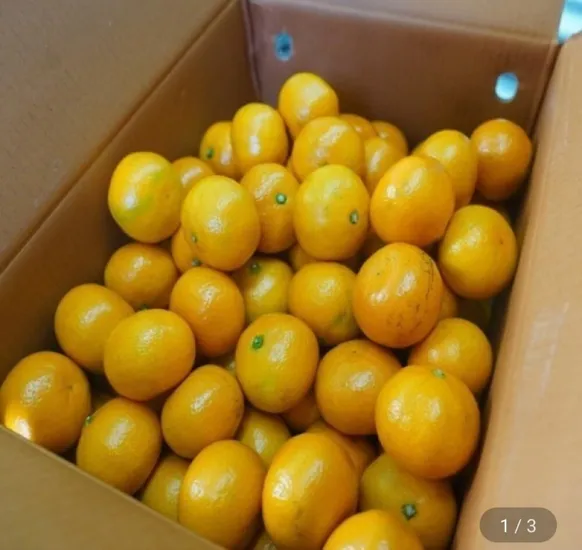 타이벡감귤 10kg 중대과