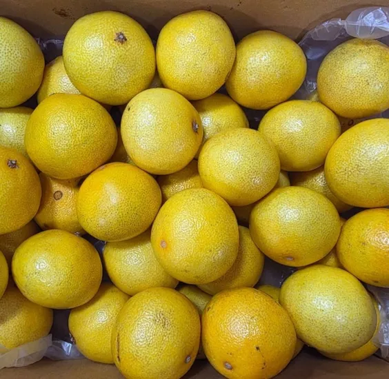 제주 황금향 가정용 4.5kg