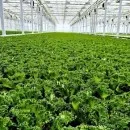 유러피안 샐러드 야채 쌈채소 1kg 3-6종