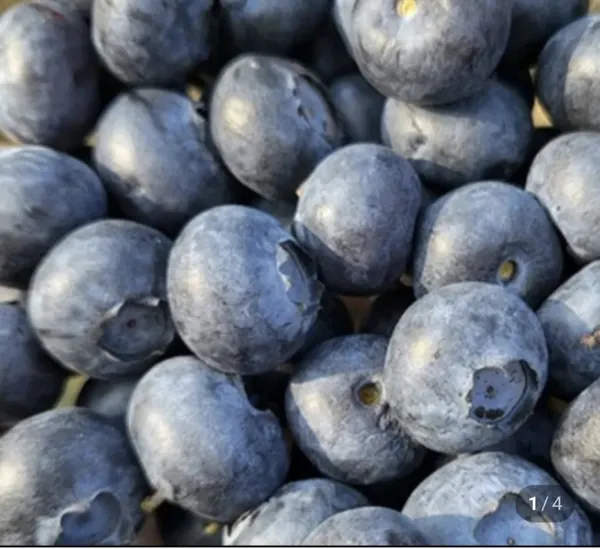 항공수입 칠레 생블루베리 4팩