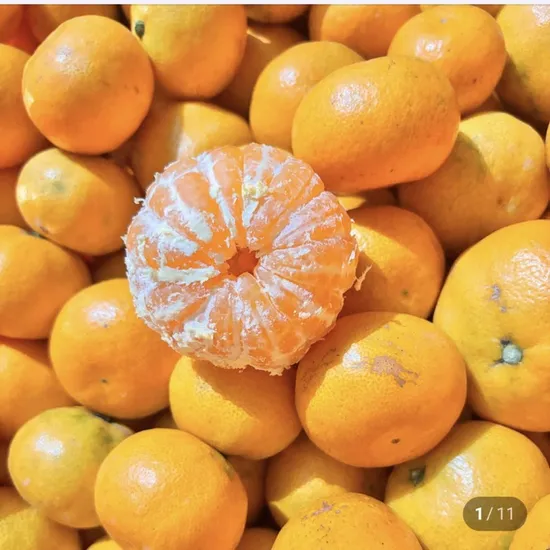 타이벡 극조생 노지감귤 10kg L-2L