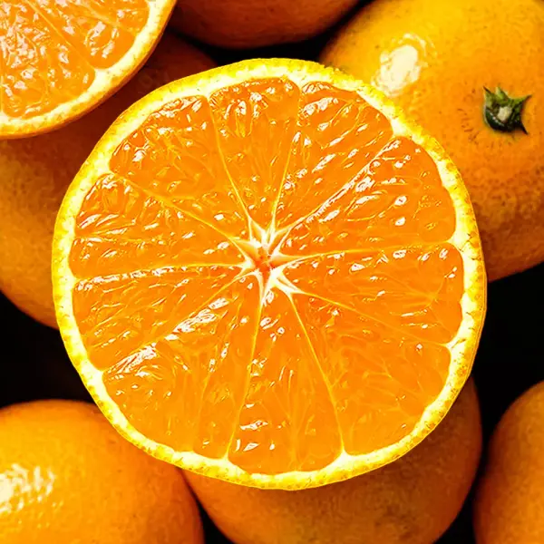 제주 서귀포 노지감귤 4.5kg 중대과