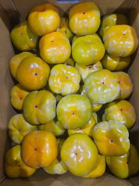 전라도 차량단감 정품 5kg