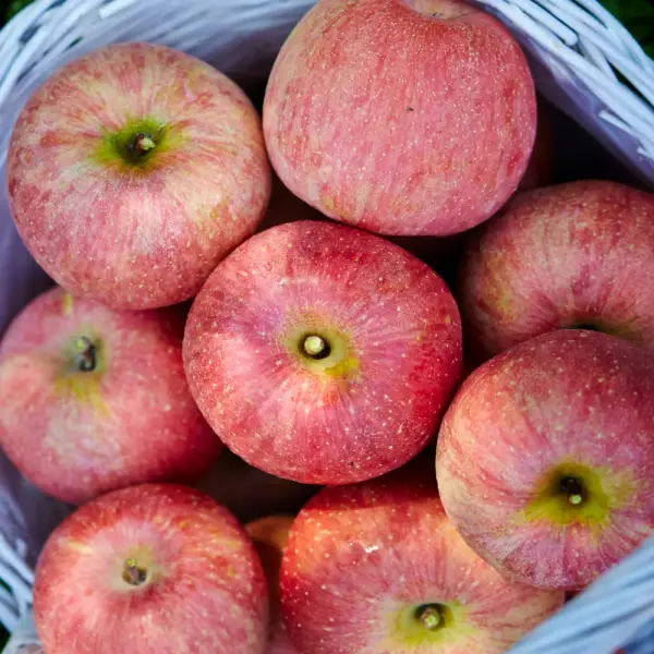 부사사과 가정용 4.5kg