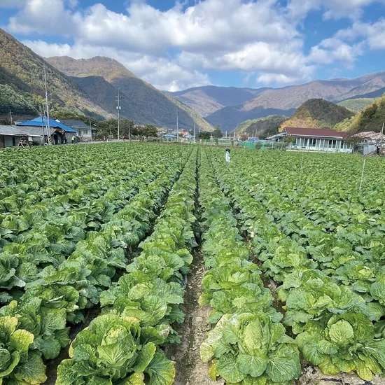 강원도 정선 고랭지 통배추 3통 9-10kg
