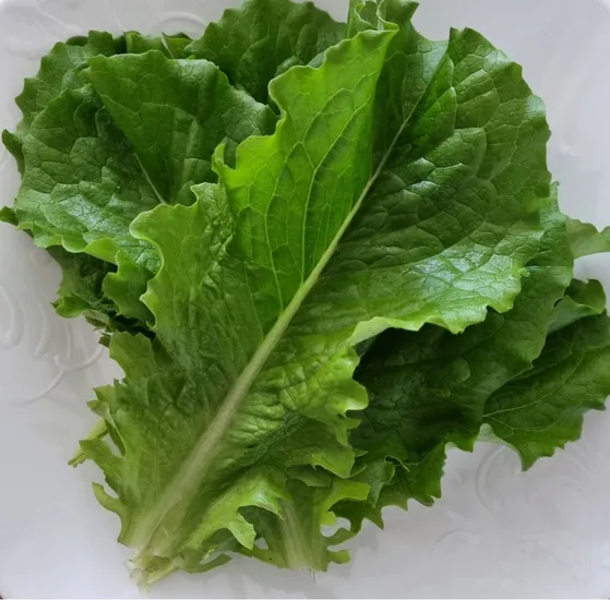 낱장 청상추 1kg