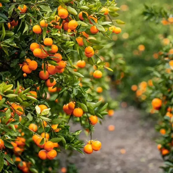 제주 서귀포 극조생 감귤 10kg