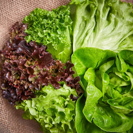 유럽 샐러드 채소 쌈채소 1kg 4종 6종