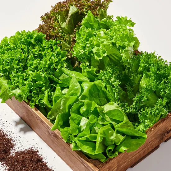 무농약 샐러드채소 1kg