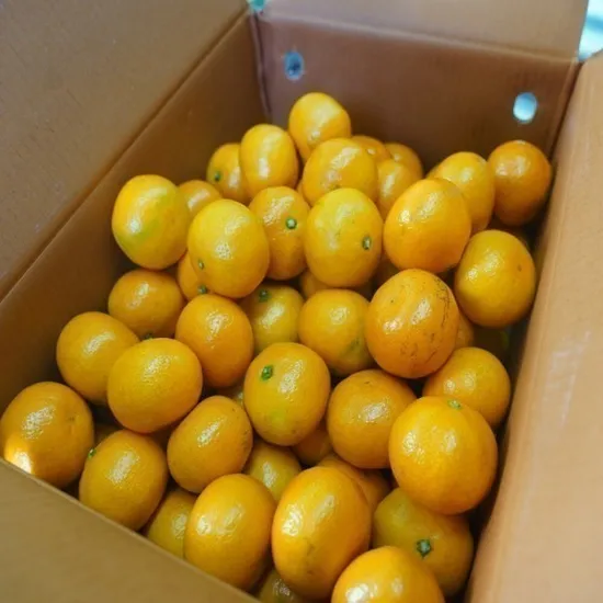 타이벡감귤 중대과 9kg