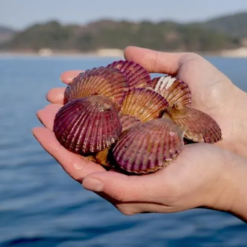 통영 홍가리비 3kg