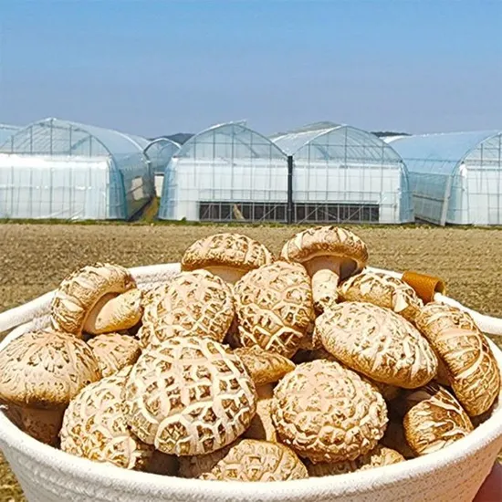 표고버섯 목살 삼겹살 앞다리살 크리넥스 울트라클린 두유 생강 무 크록스 바야밴드 클로그 외 다양