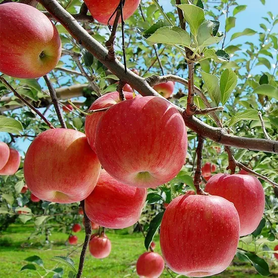 경북 부사 사과 2kg