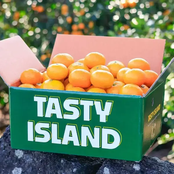 노지감귤 9kg 대과