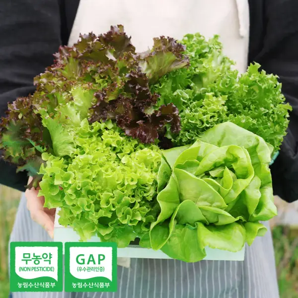 무농약 모듬 쌈채소 유러피안 샐러드 3-5종 1kg