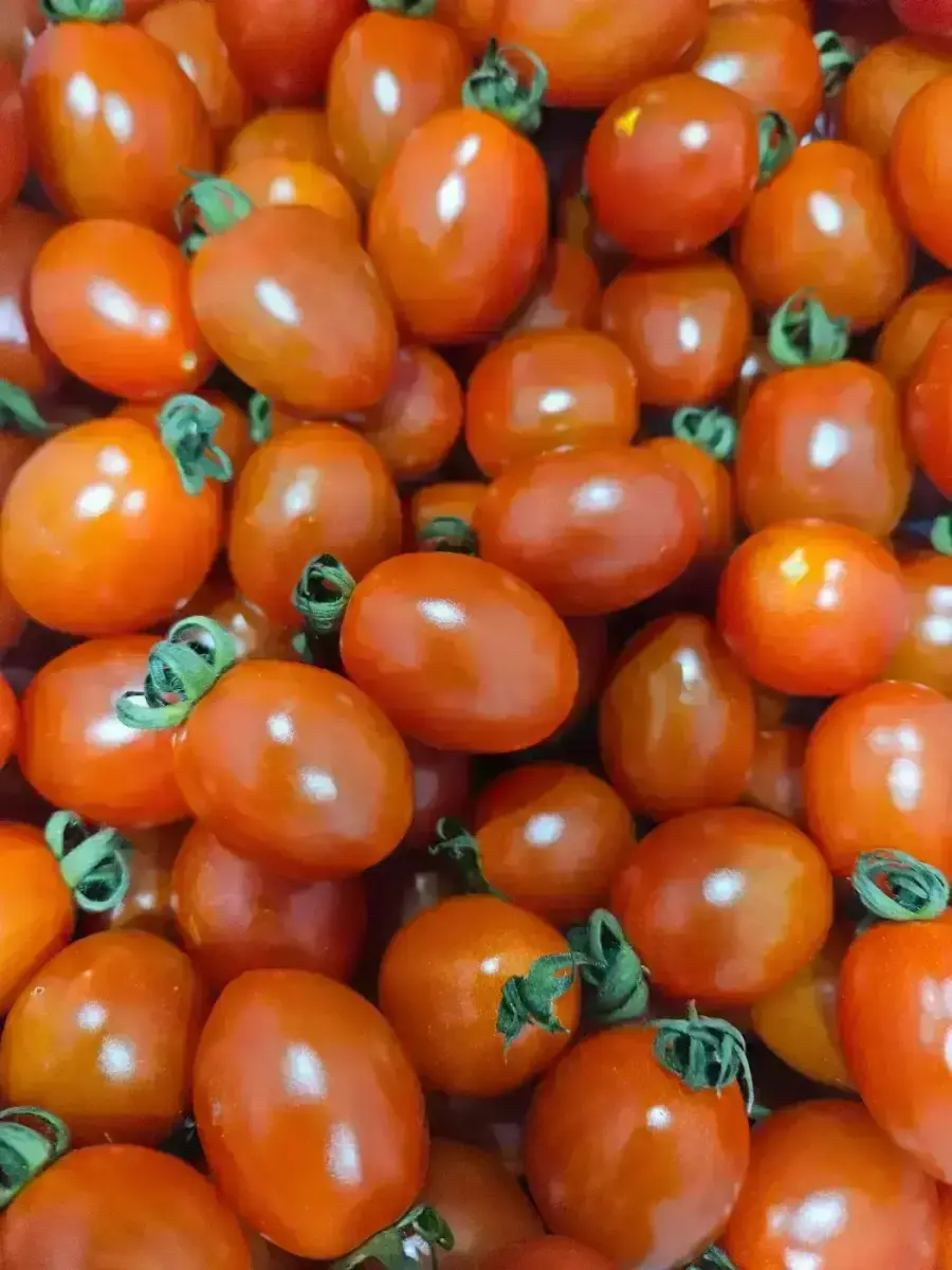 대추방울토마토 5kg